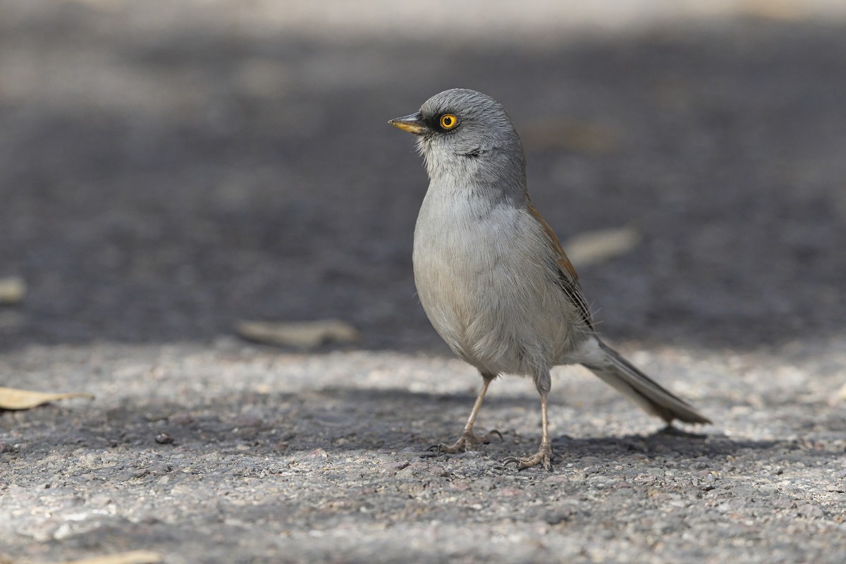 Yellow-eyed Junco - ML642804051