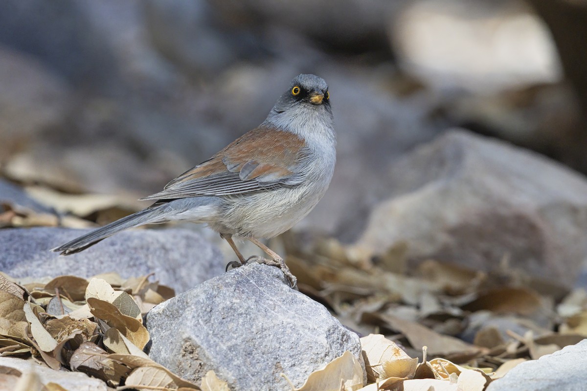 Yellow-eyed Junco - ML642804052