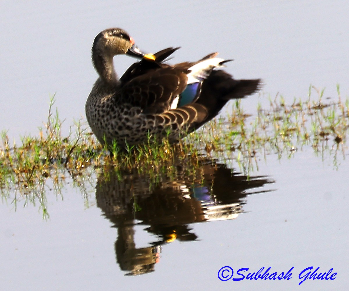 Indian Spot-billed Duck - ML642804059