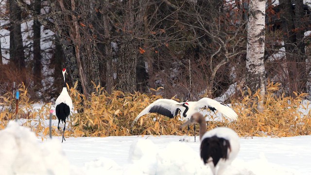 Red-crowned Crane - ML642804071