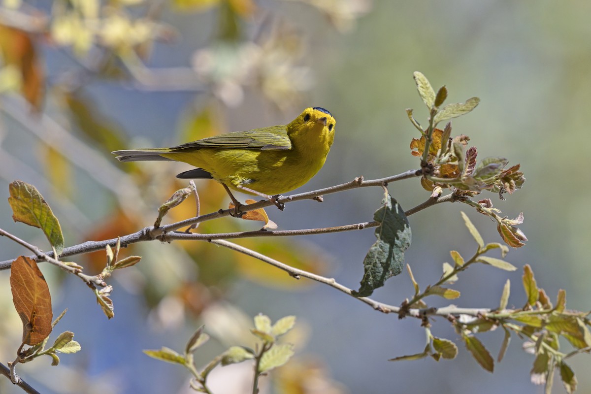 Wilson's Warbler - ML642804074