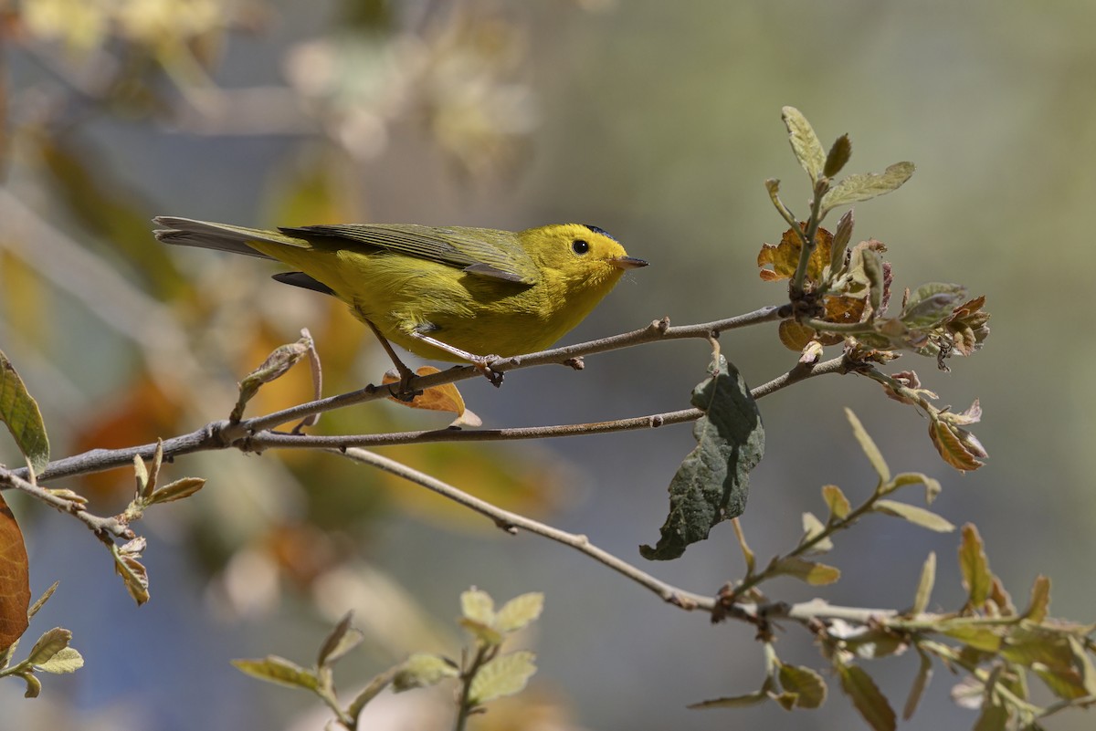 Wilson's Warbler - ML642804075