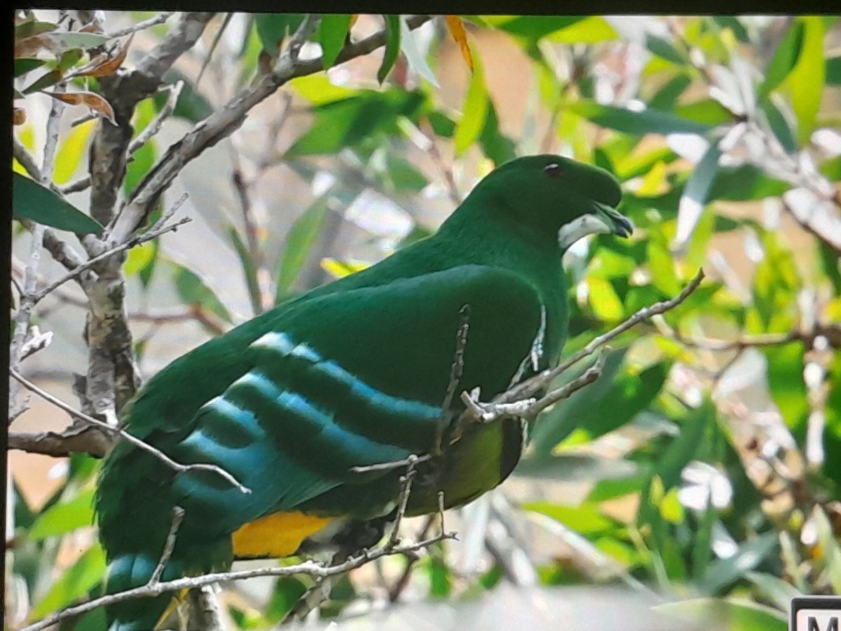 カマバネキヌバト - ML642804081