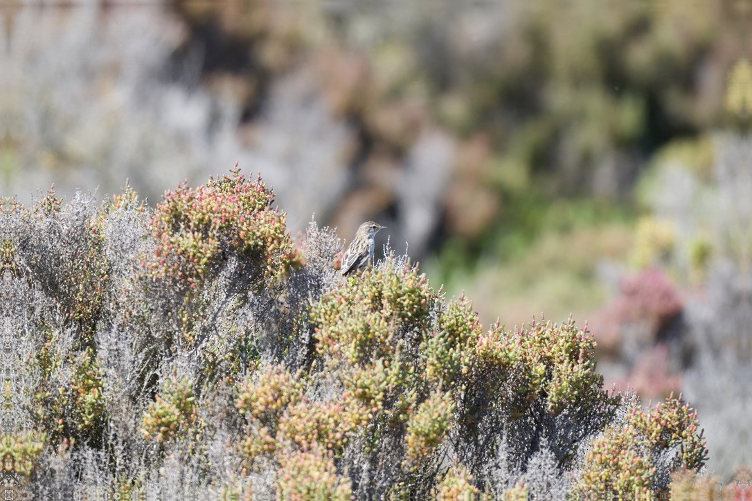 Little Grassbird - ML642804084