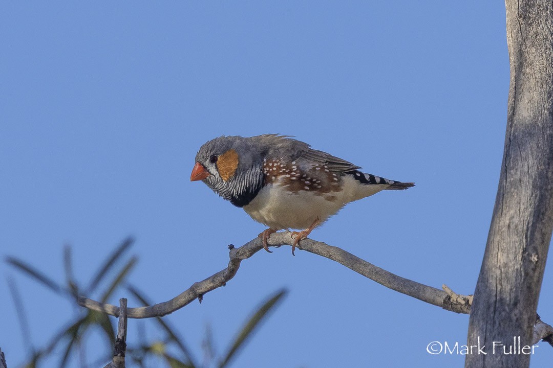 Zebra Finch - ML642804085