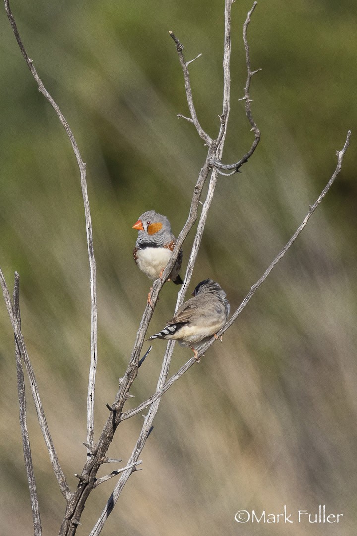 Zebra Finch - ML642804086