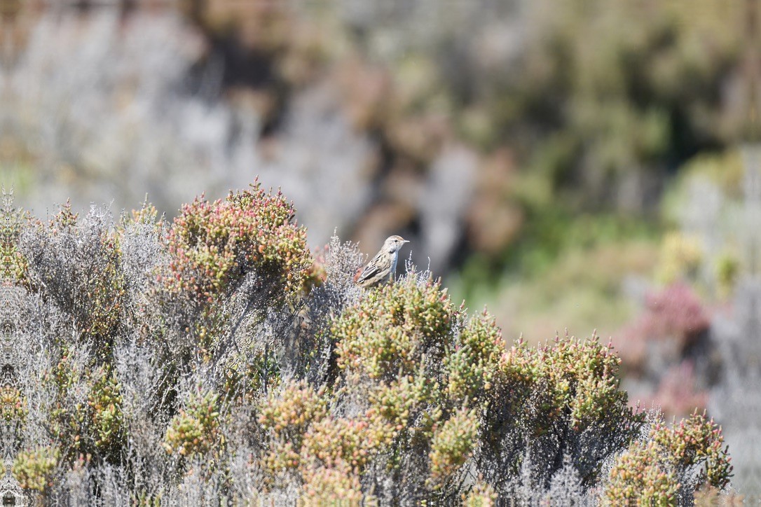 Little Grassbird - ML642804090