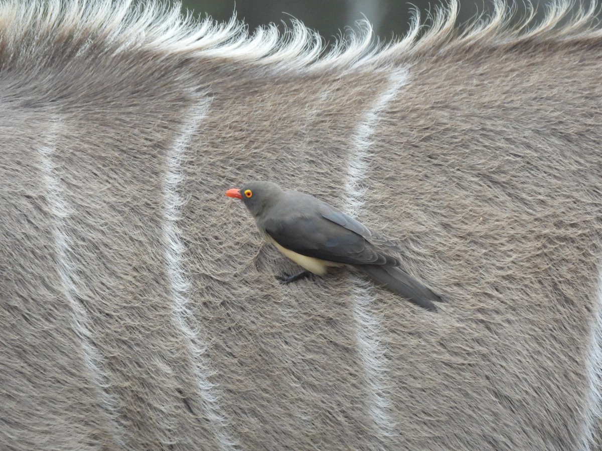 Red-billed Oxpecker - ML642804099