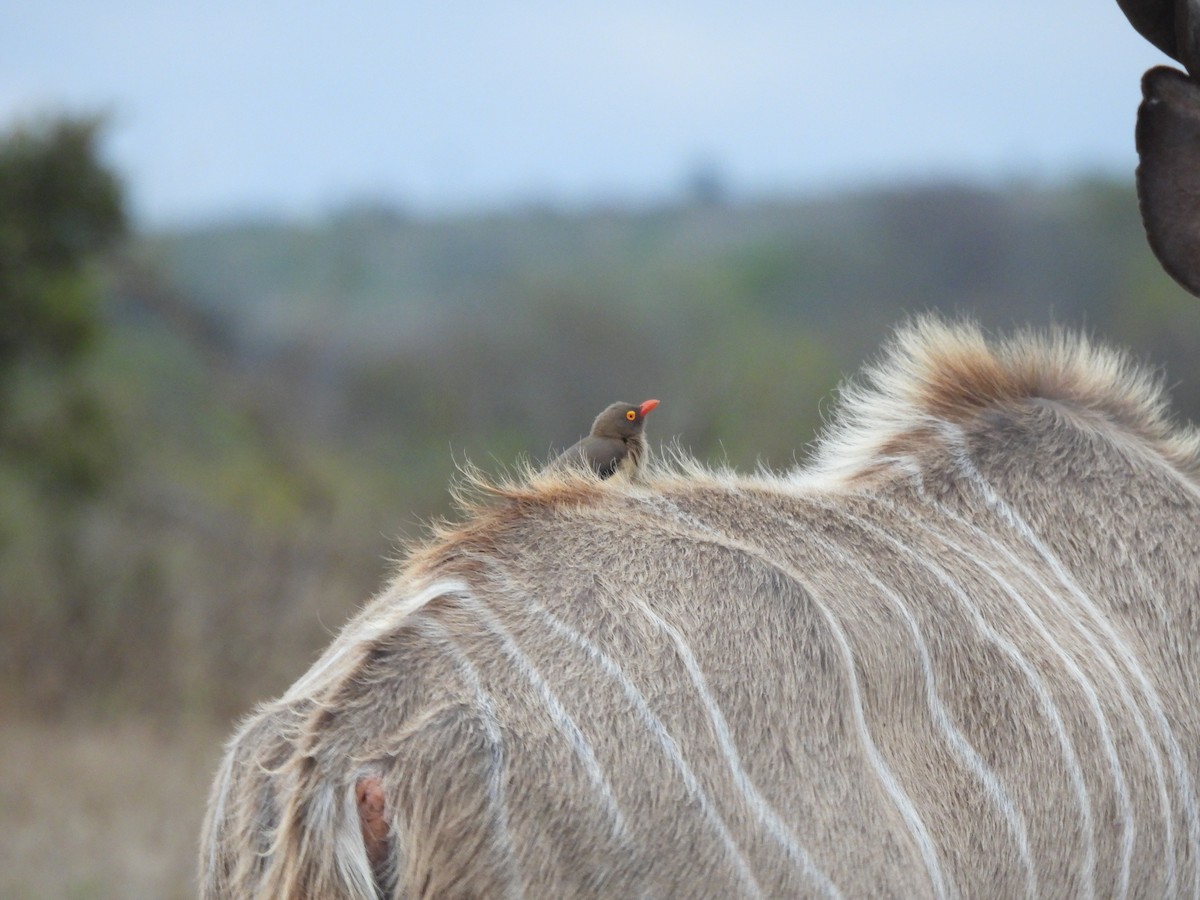Red-billed Oxpecker - ML642804100