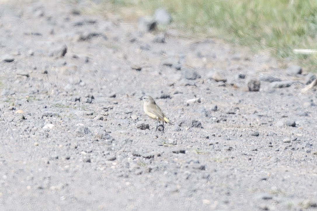 Yellow-rumped Thornbill - ML642804107