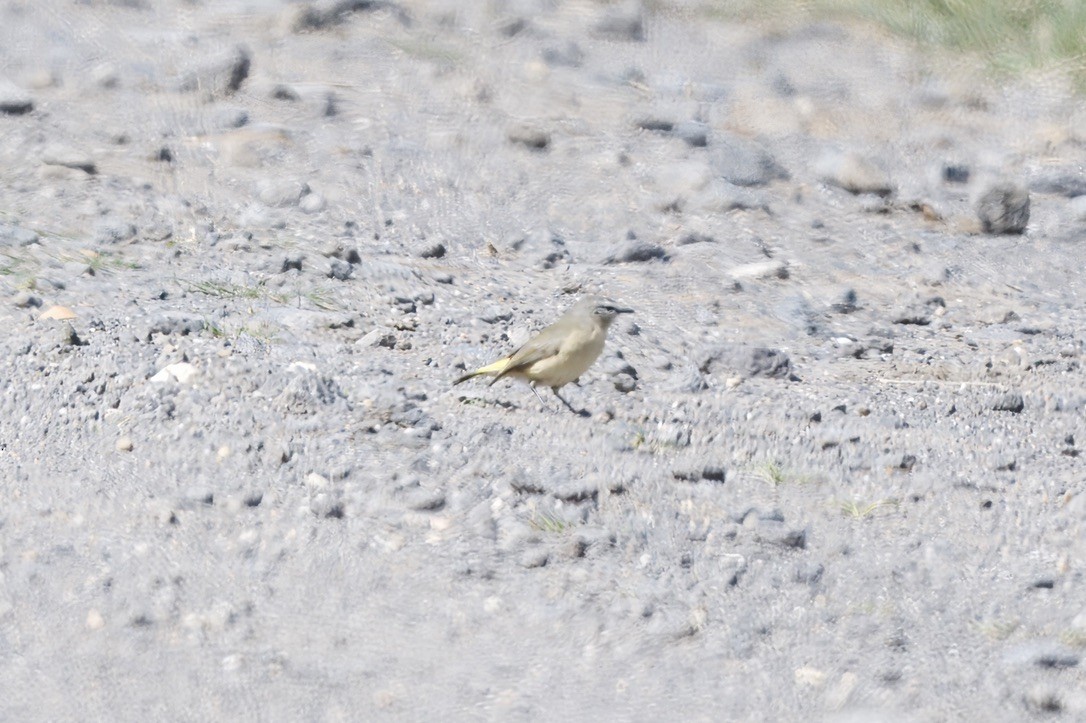 Yellow-rumped Thornbill - ML642804108