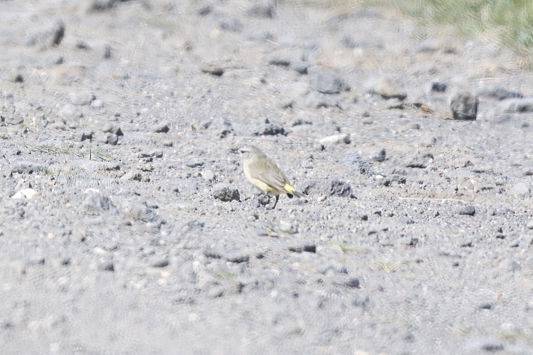Yellow-rumped Thornbill - ML642804111
