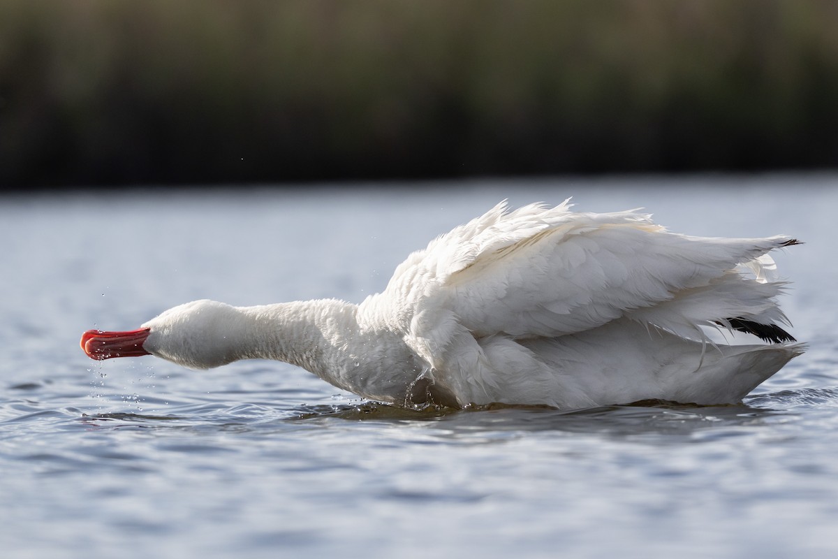 Coscoroba Swan - ML642804112