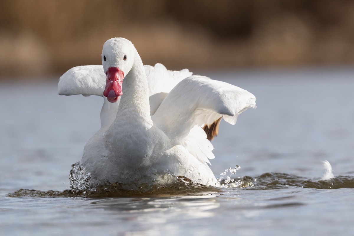 Coscoroba Swan - ML642804113