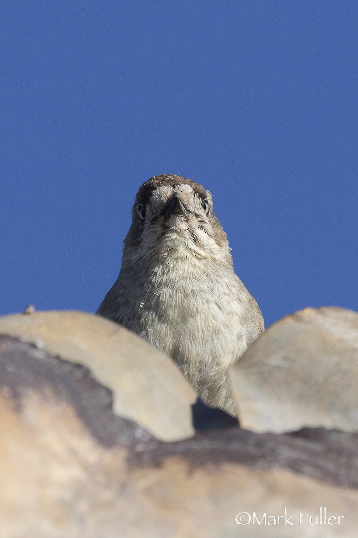 silkehvitmaske - ML642804114