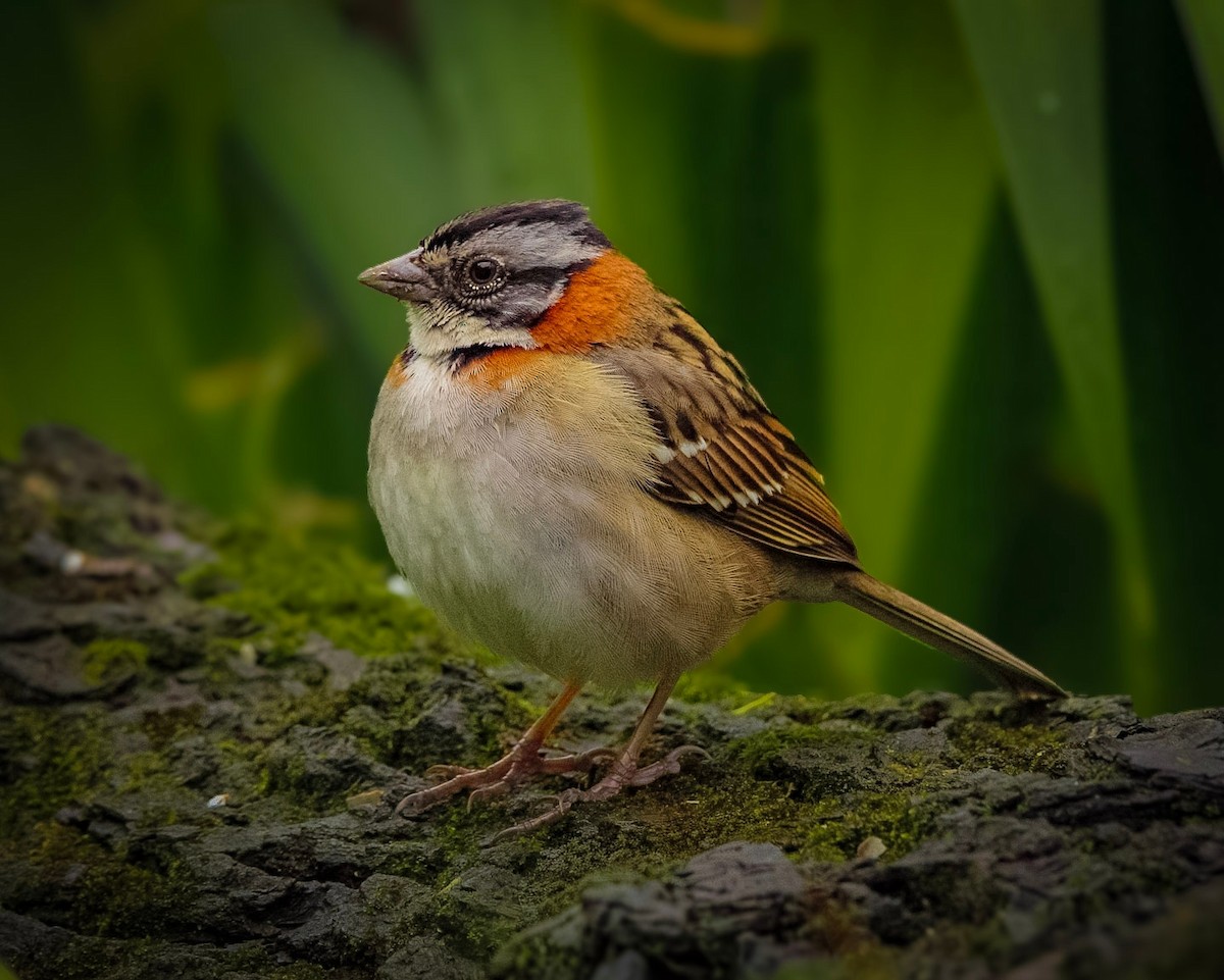 Rufous-collared Sparrow - ML642804145