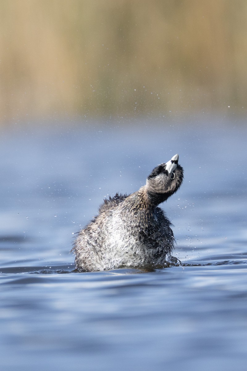 Pied-billed Grebe - ML642804146
