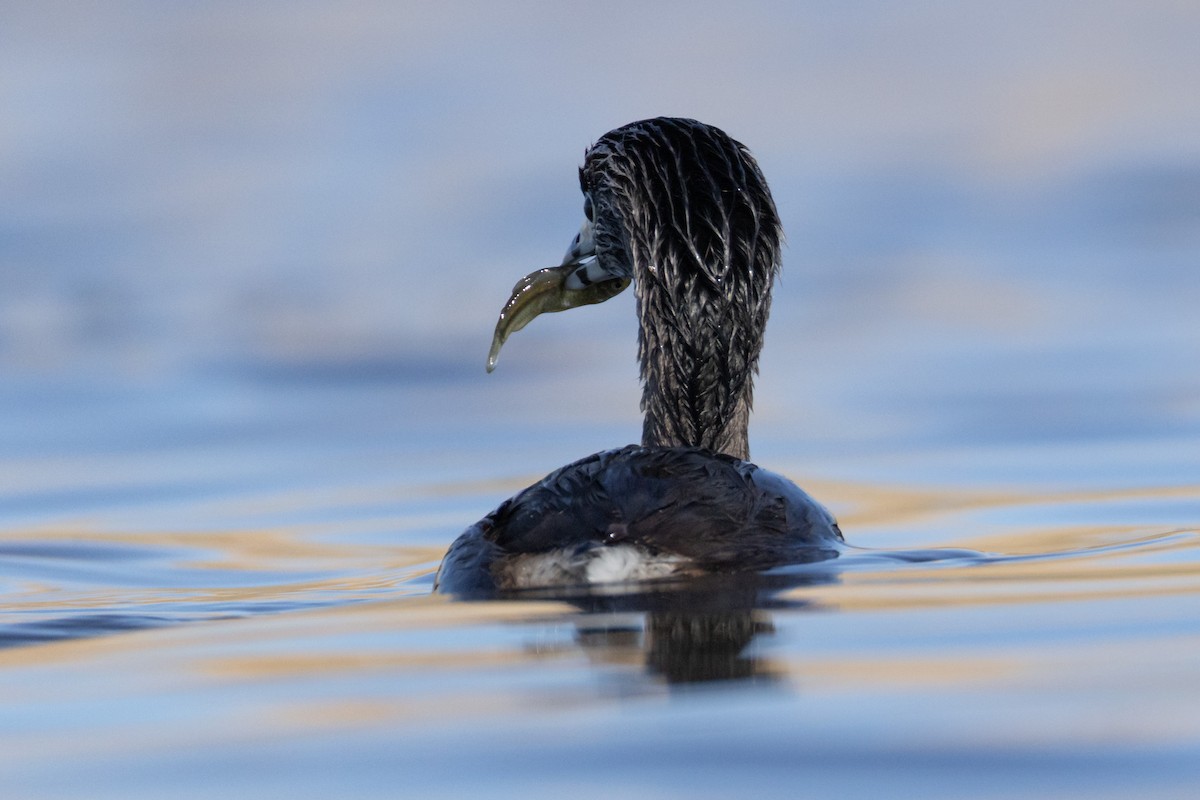 Pied-billed Grebe - ML642804147