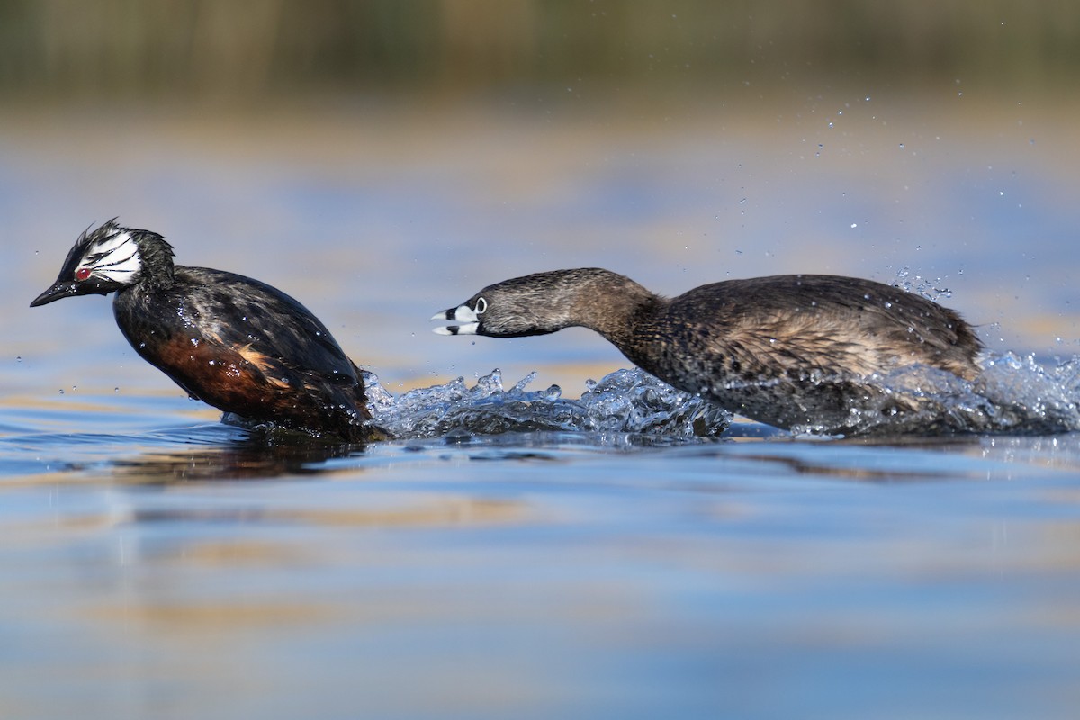 Pied-billed Grebe - ML642804148