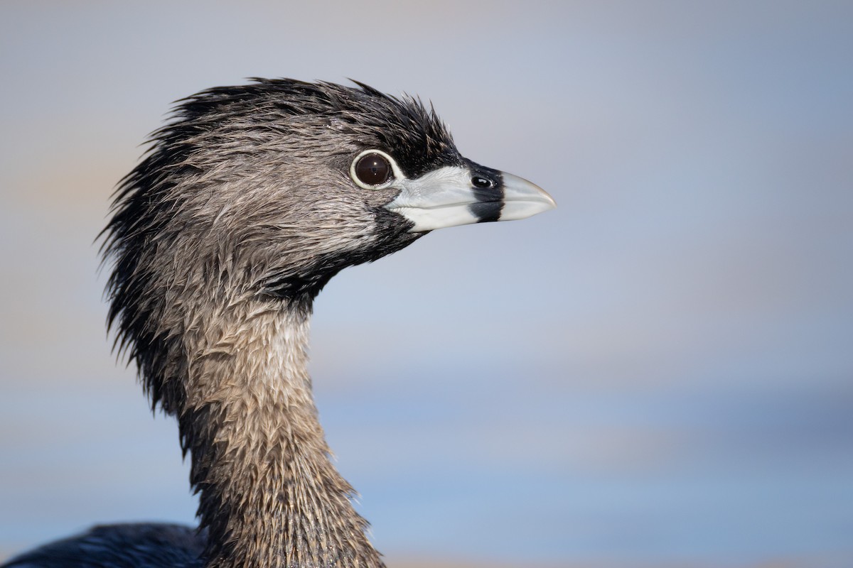 Pied-billed Grebe - ML642804149