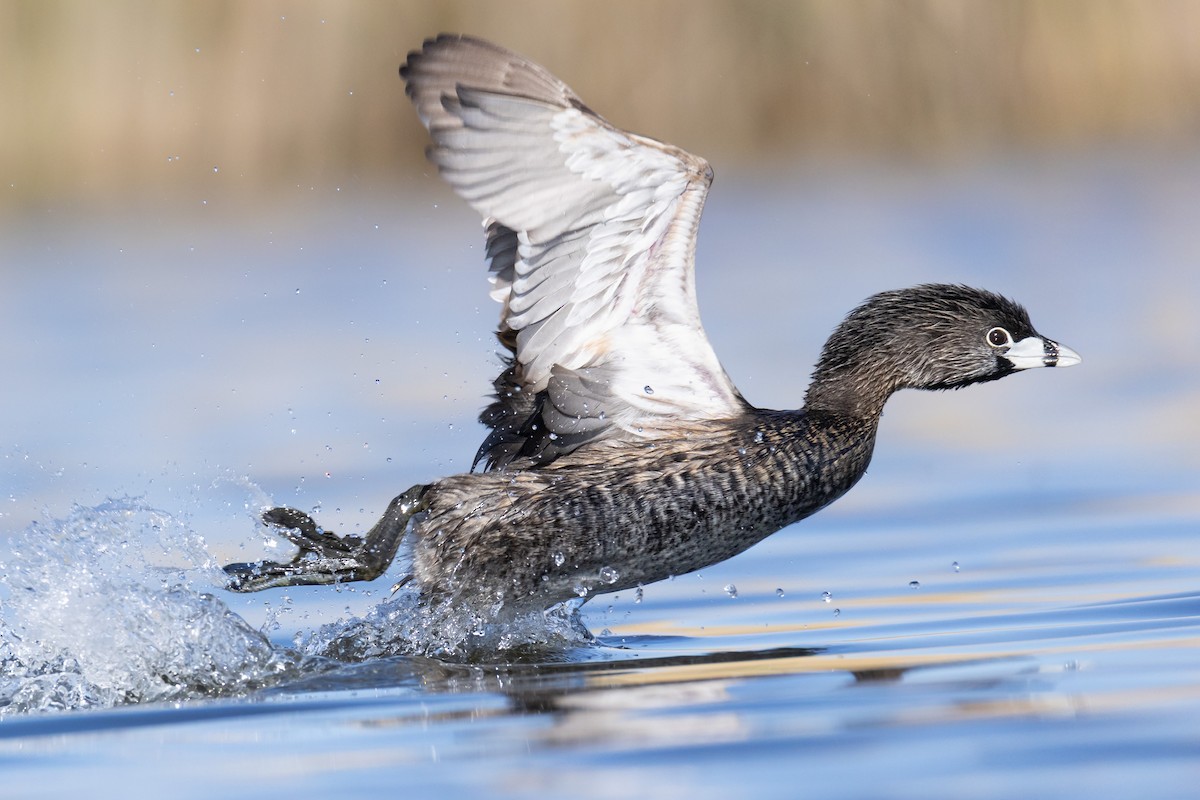 Pied-billed Grebe - ML642804151