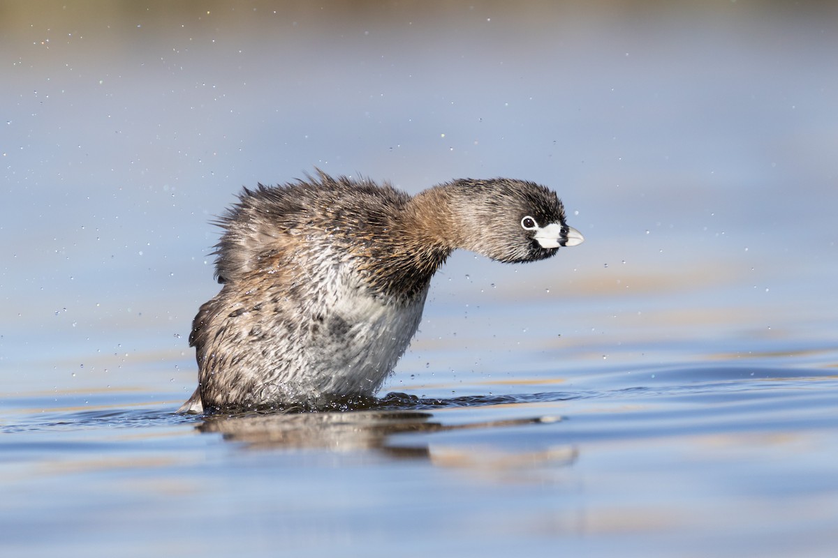 Pied-billed Grebe - ML642804152