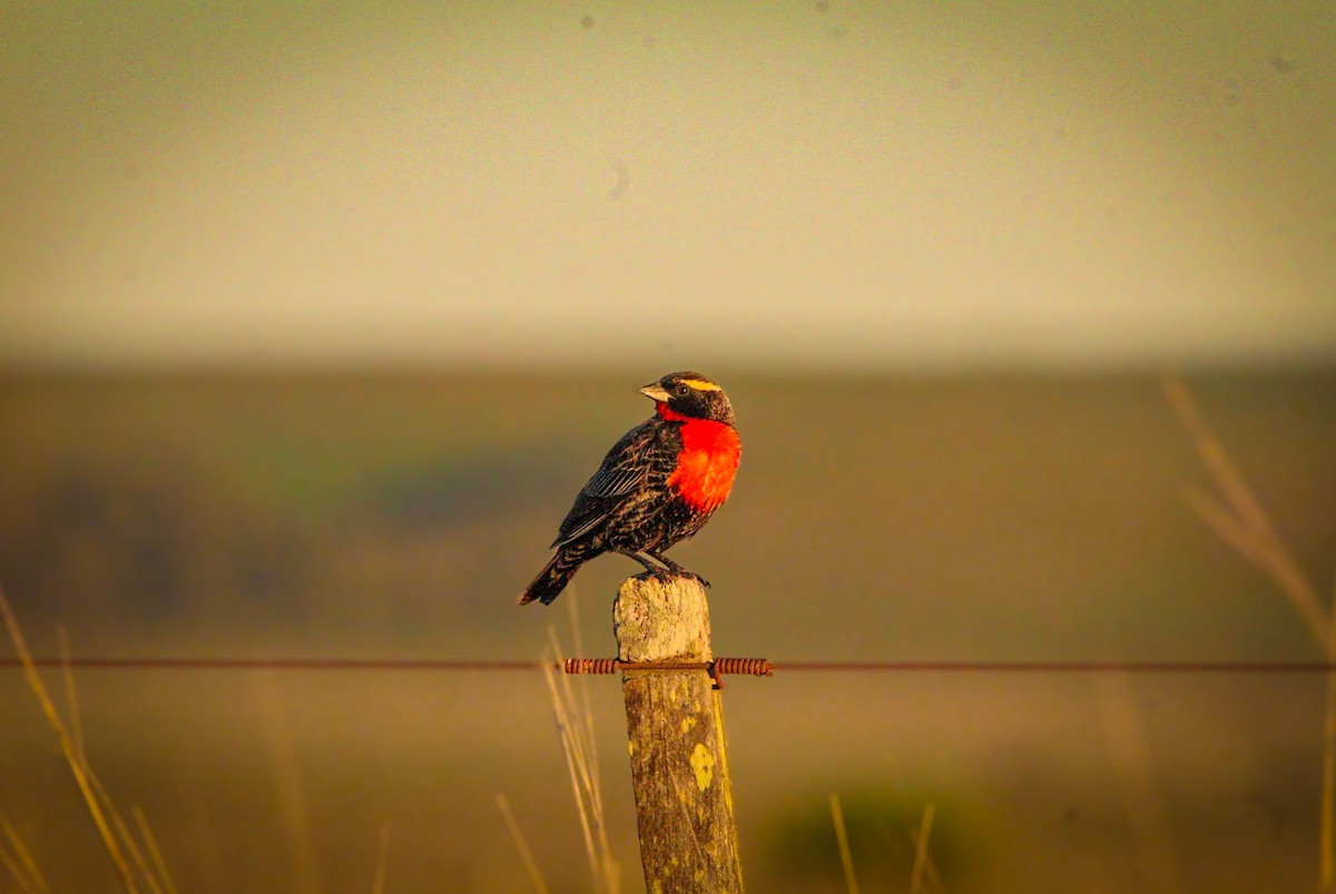 White-browed Meadowlark - ML642804155