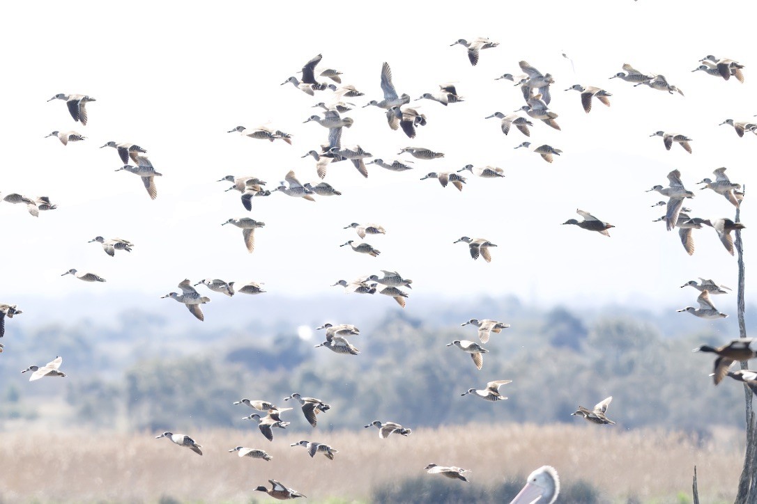 Pink-eared Duck - ML642804169