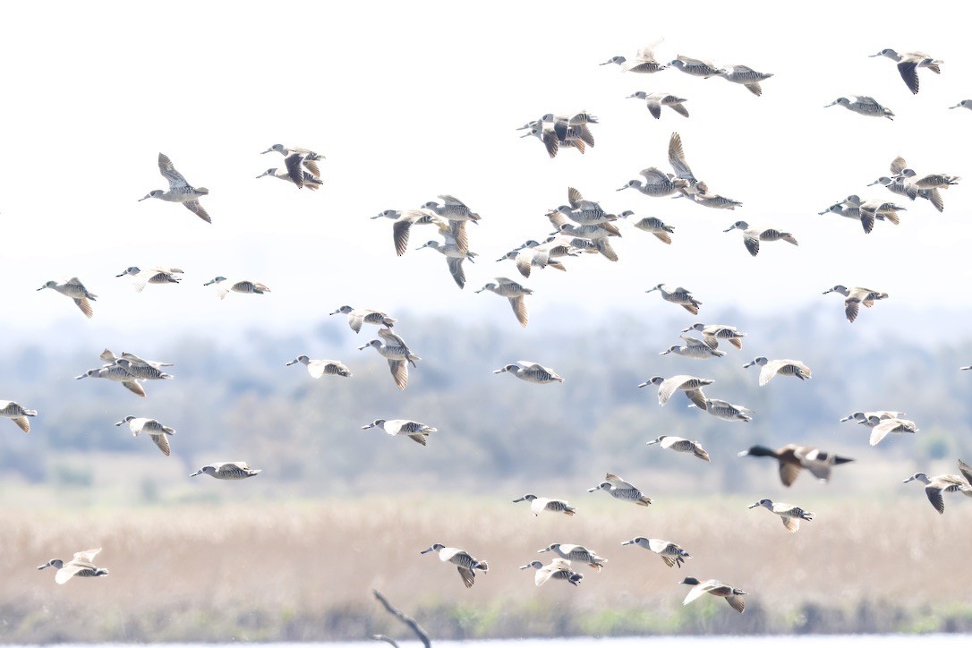 Pink-eared Duck - ML642804172