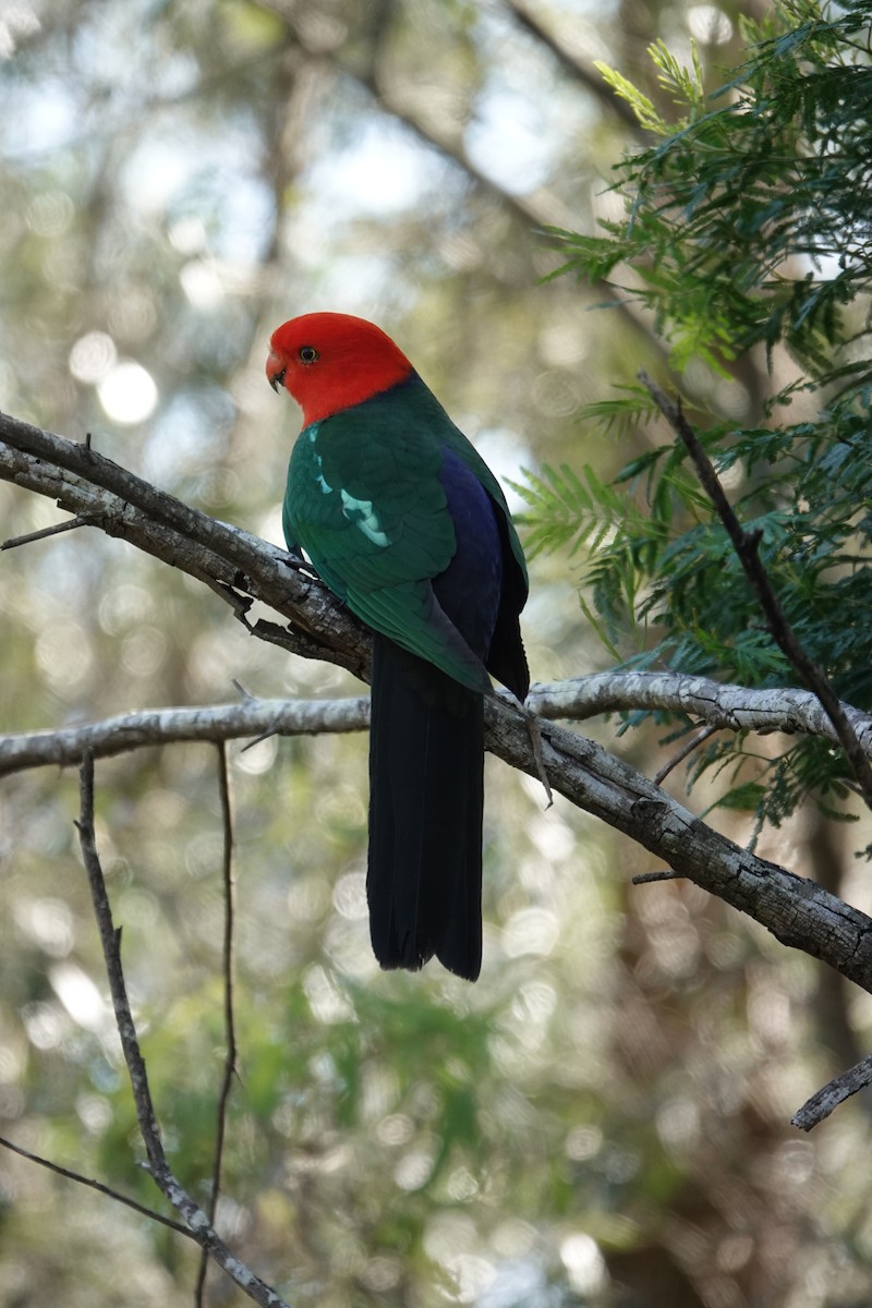 Australian King-Parrot - ML642804177