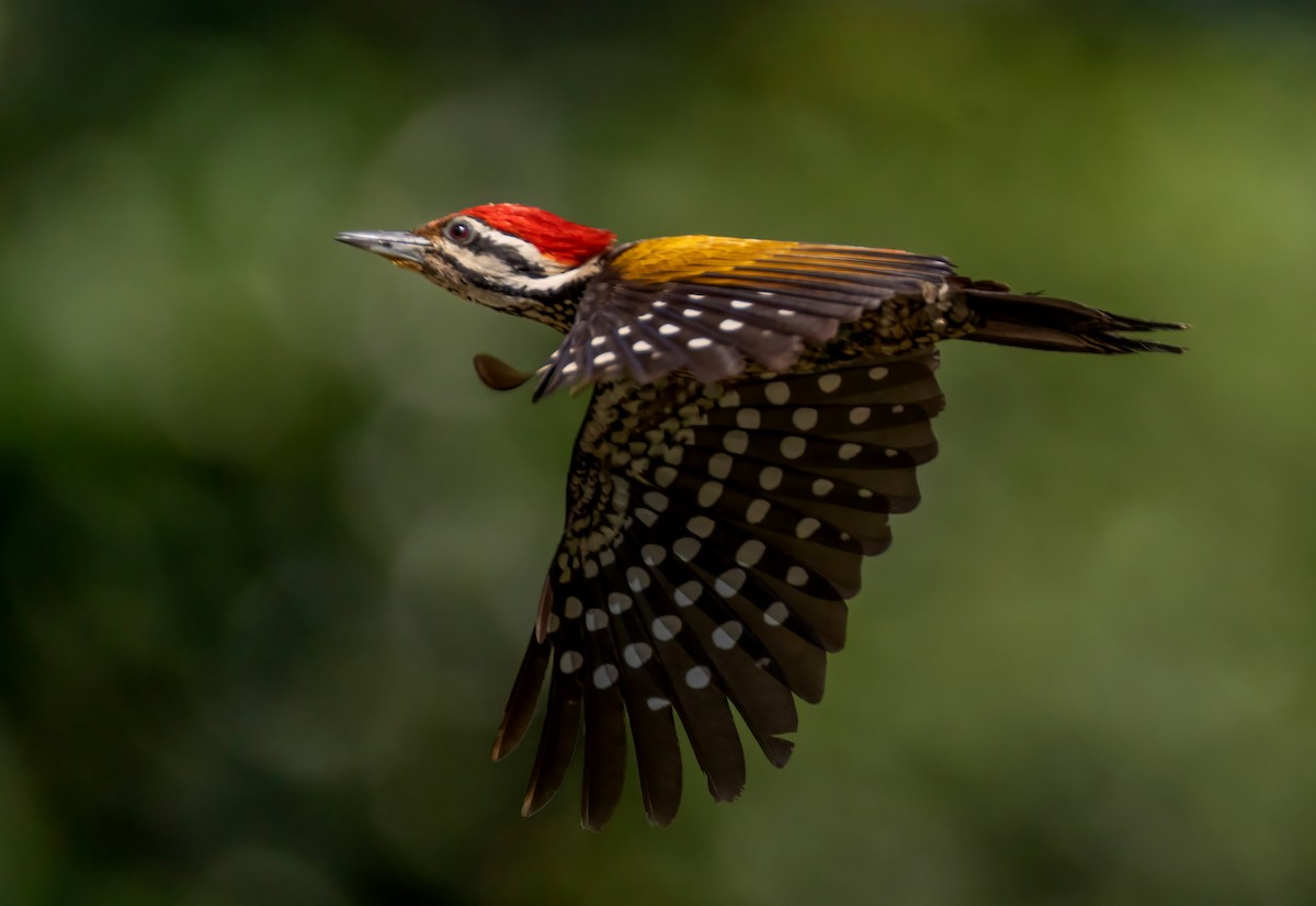 Common Flameback - ML642804188