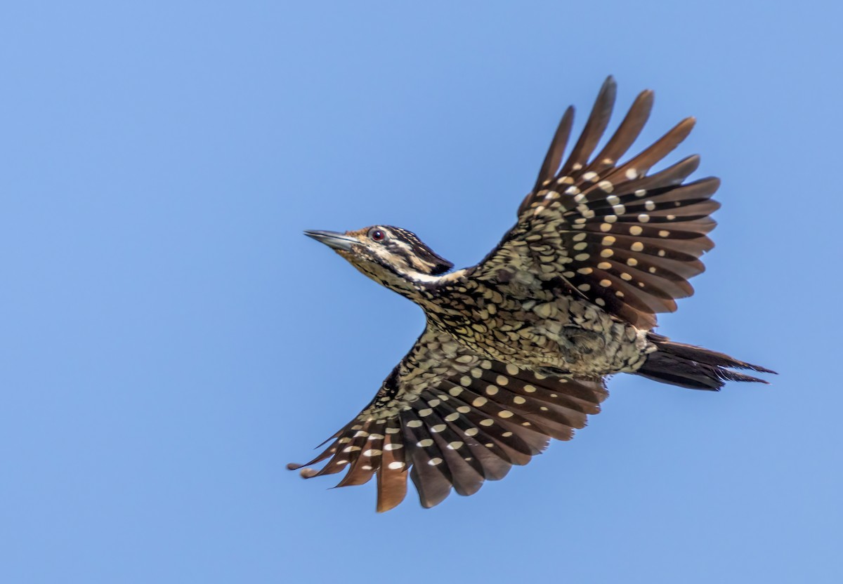 Common Flameback - ML642804189