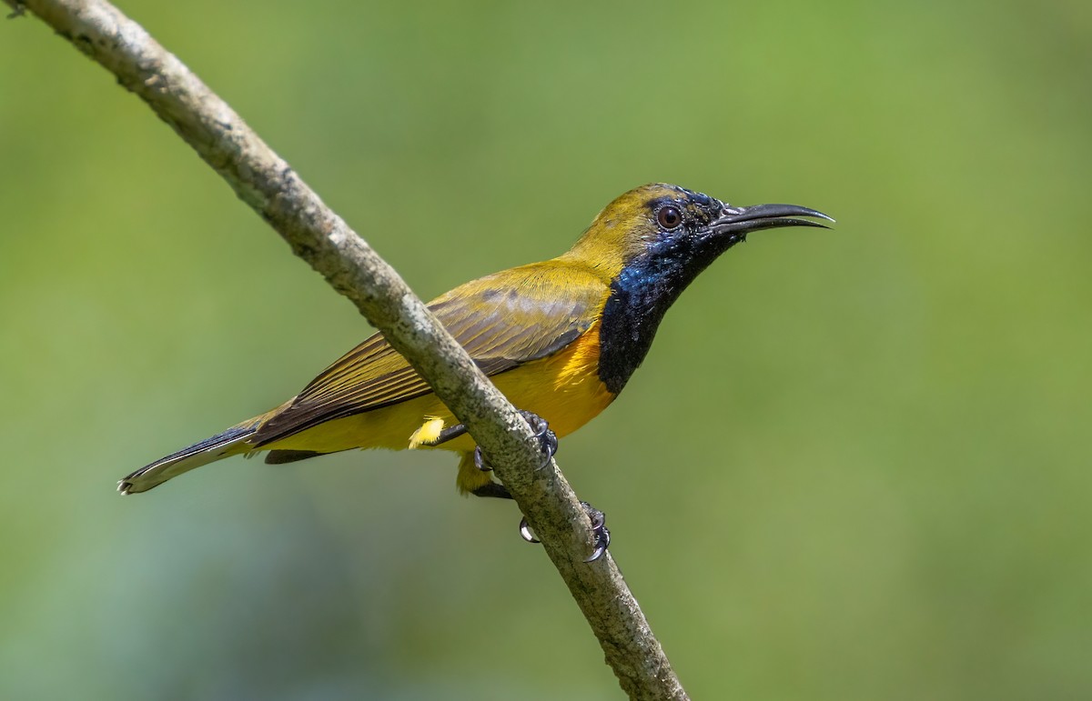 Ornate Sunbird - ML642804191