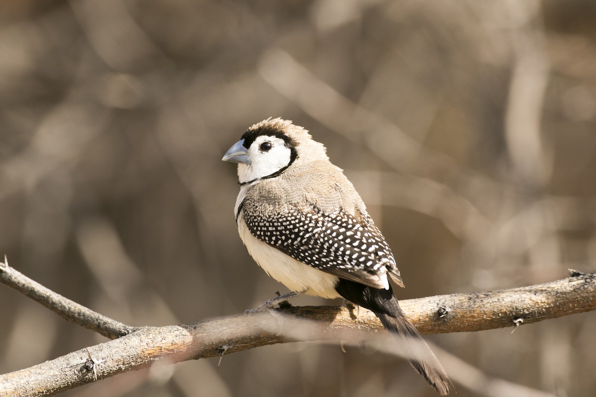 Double-barred Finch - ML642804197
