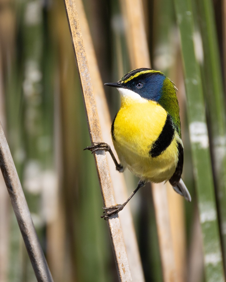 Many-colored Rush Tyrant - ML642804204