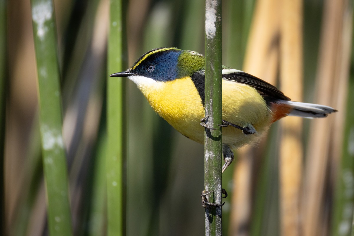 Many-colored Rush Tyrant - ML642804205