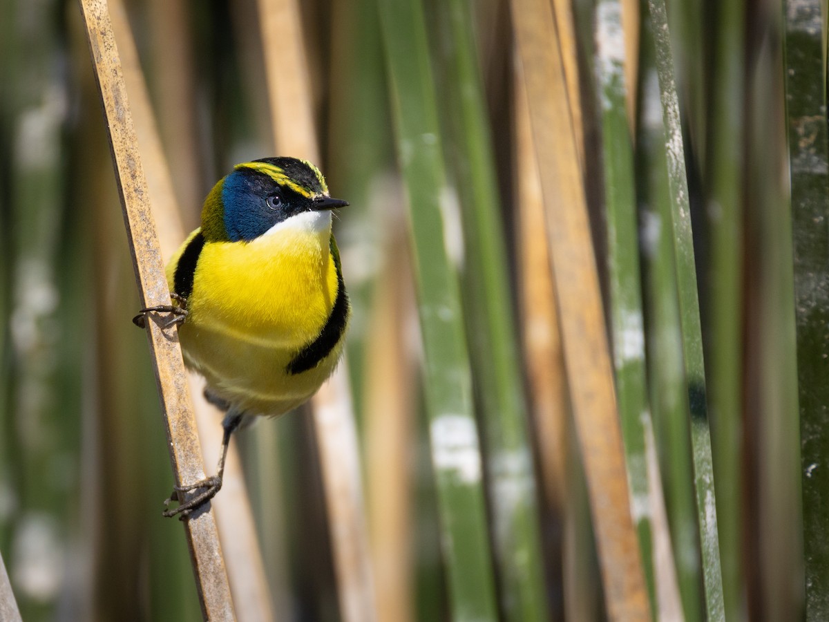 Many-colored Rush Tyrant - ML642804206