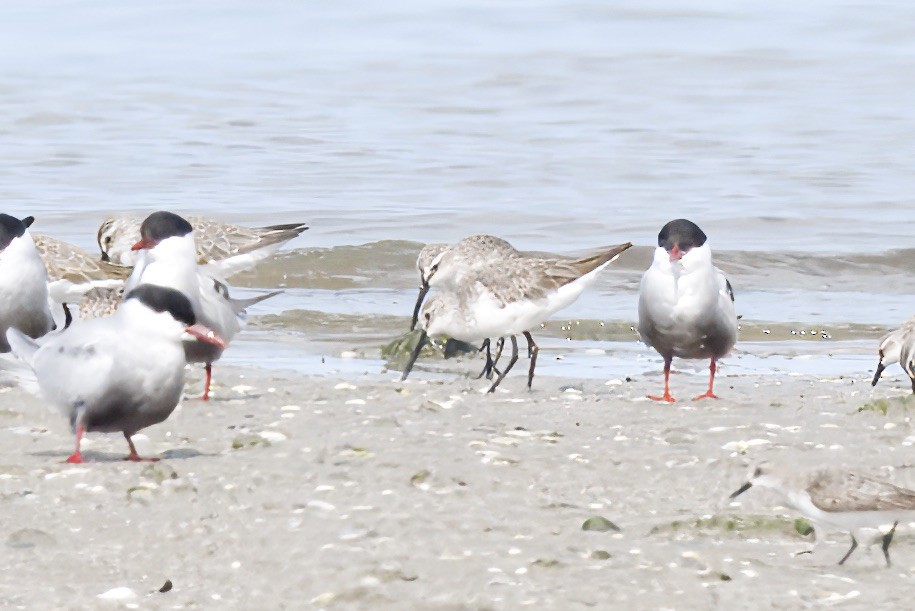 Sichelstrandläufer - ML642804212