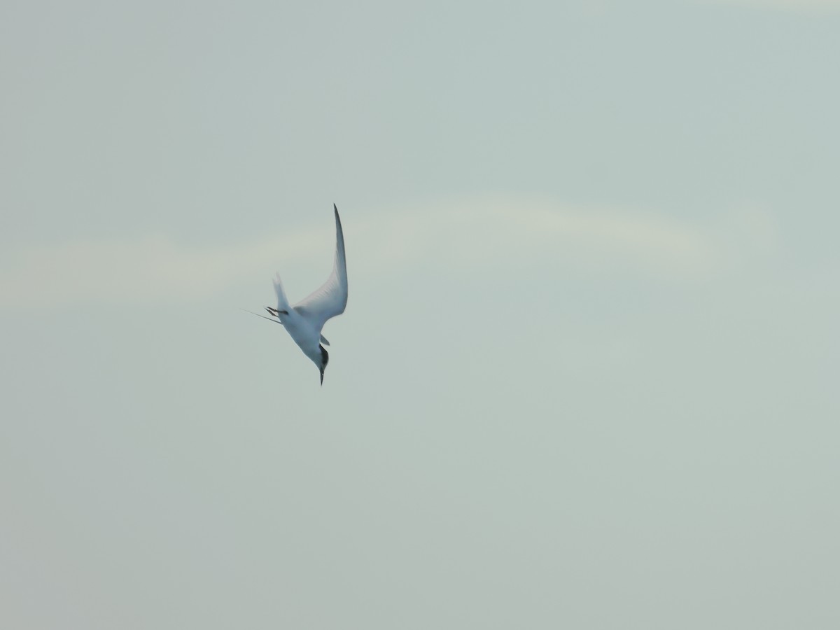 Küçük Sumru - ML642804213