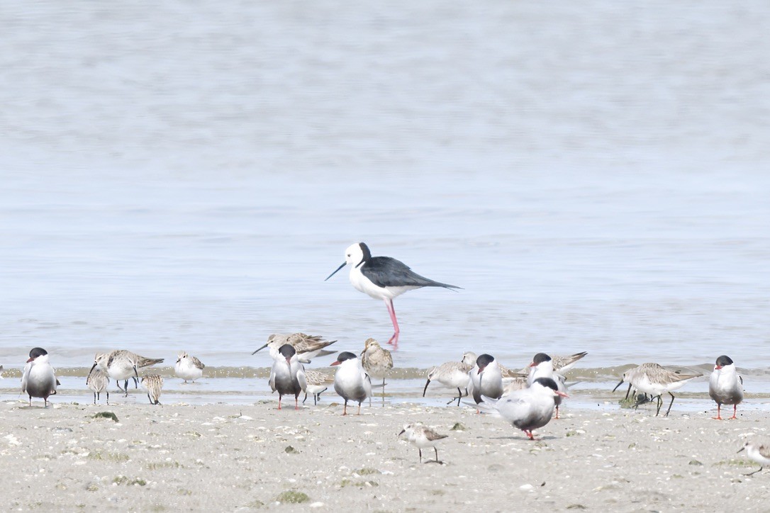 Pied Stilt - ML642804216