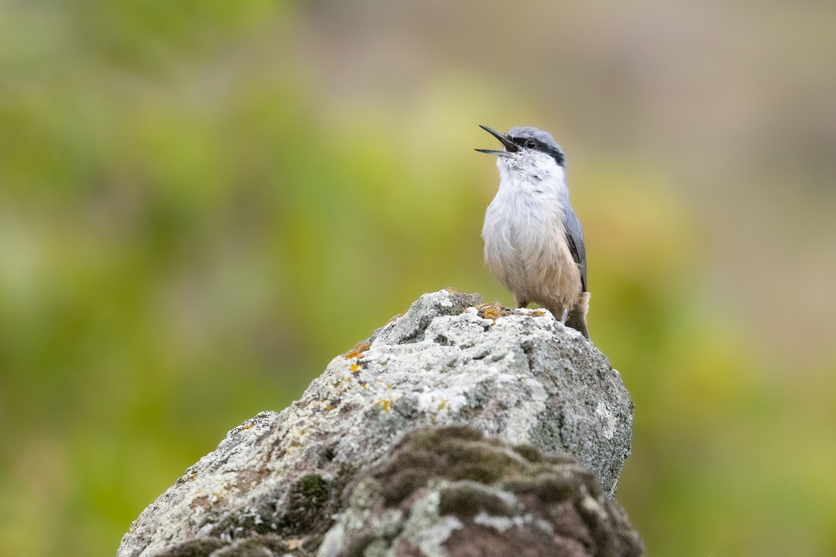Western Rock Nuthatch - ML642804221