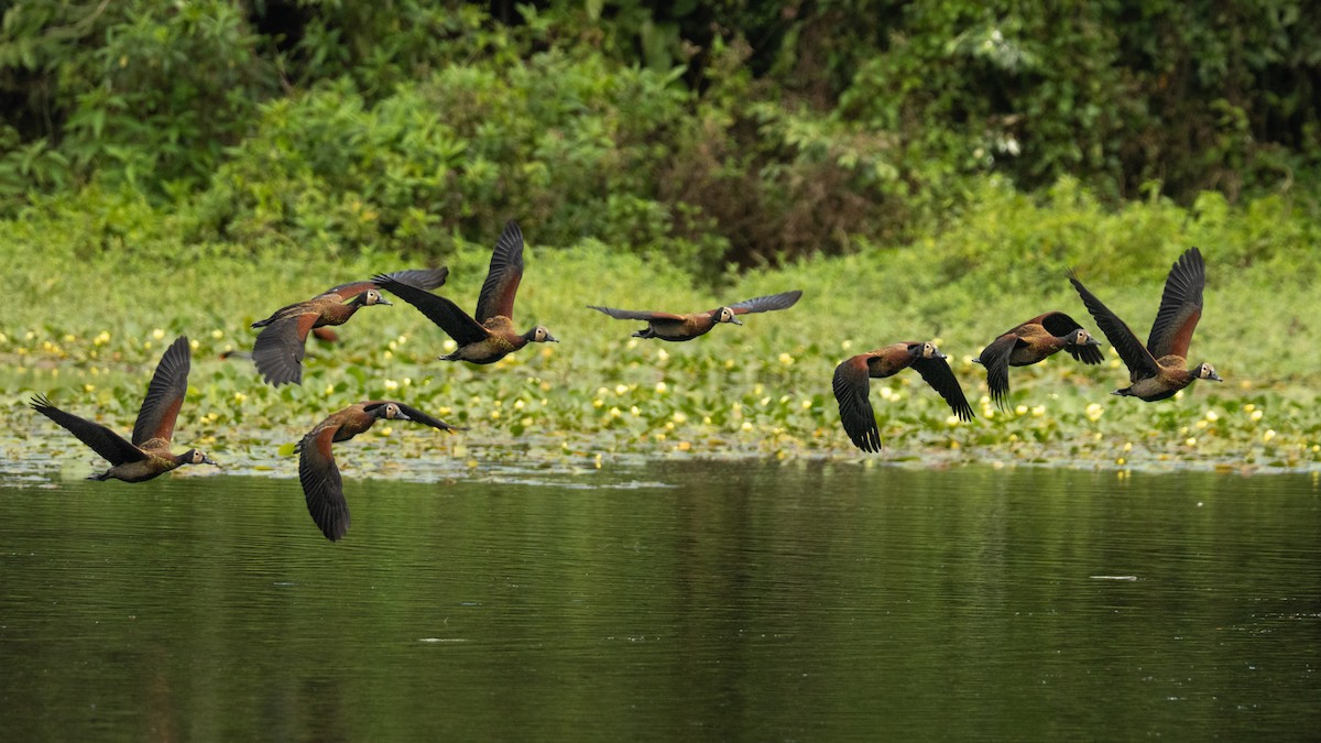 White-faced Whistling-Duck - ML642804224