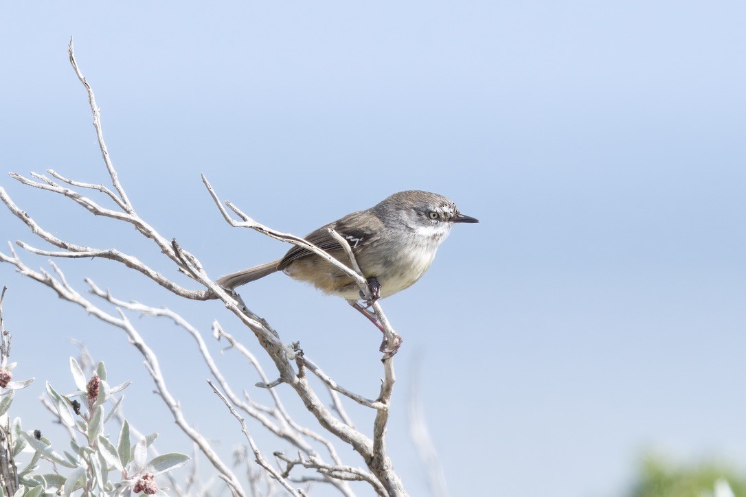 White-browed Scrubwren - ML642804233