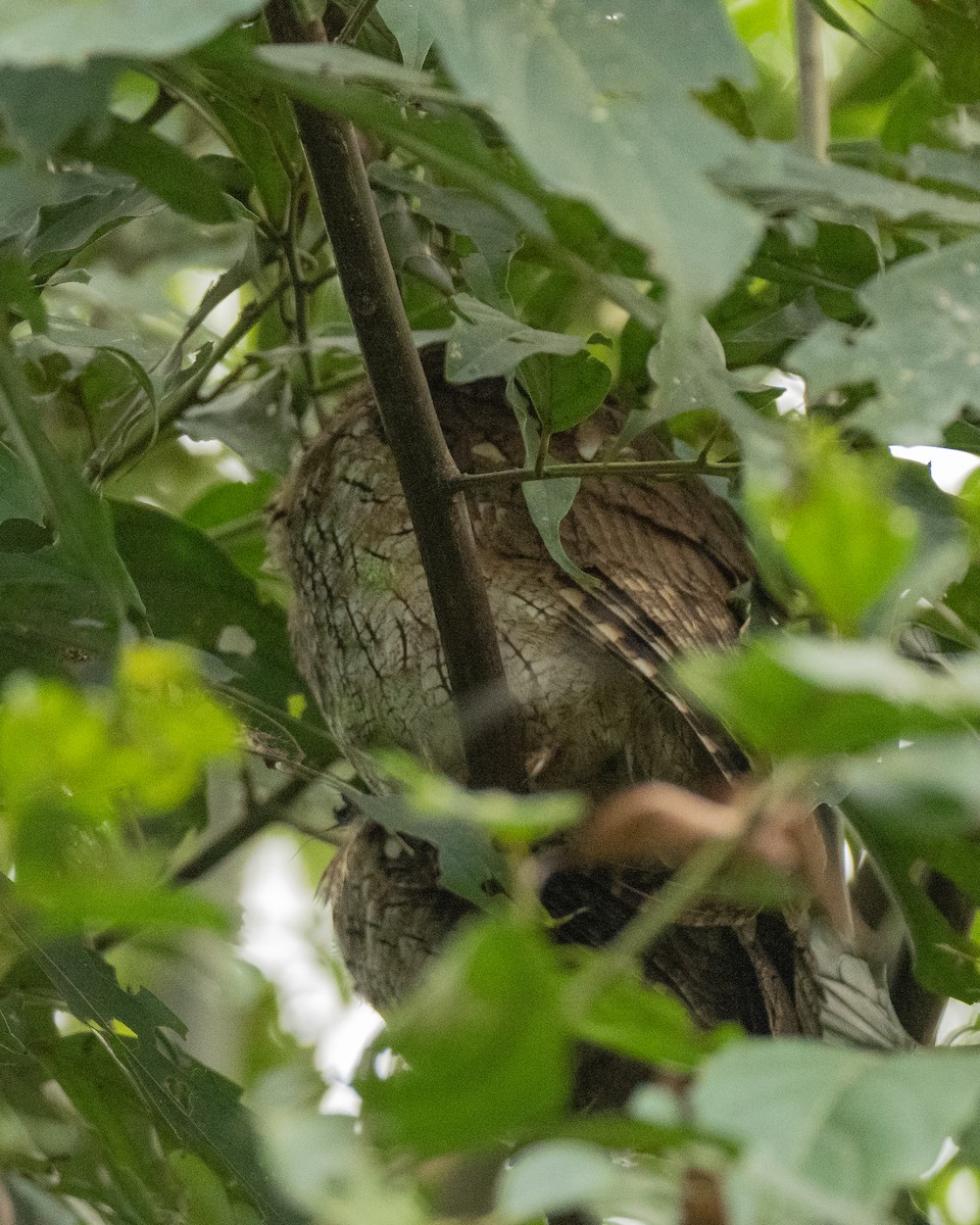 Tropical Screech-Owl - ML642804237
