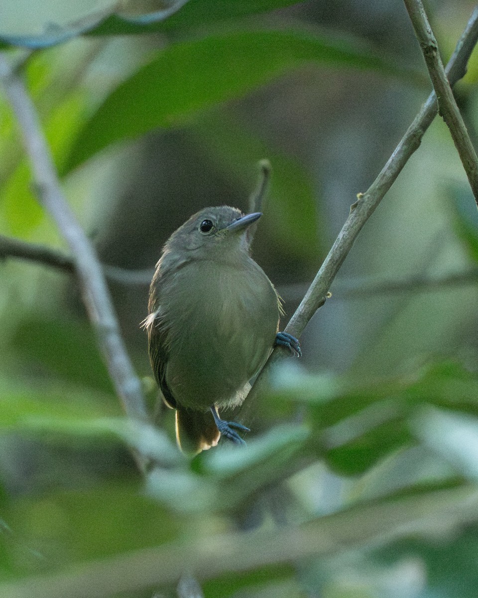 Unicolored Antwren - ML642804241