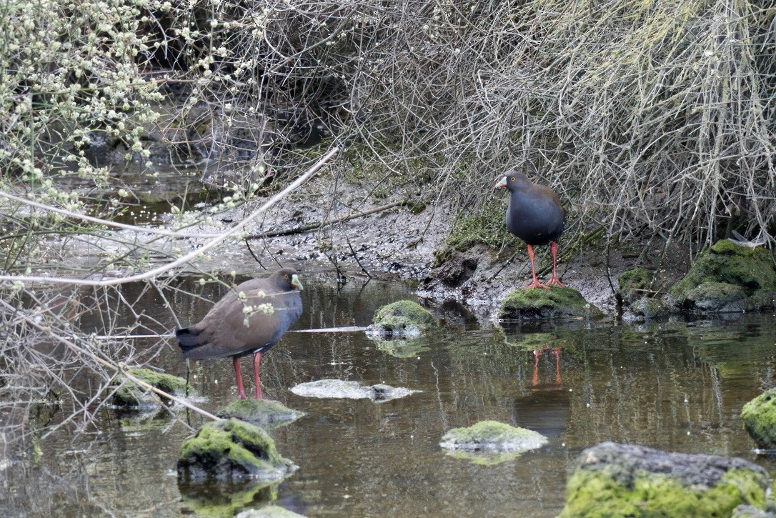 Rotfuß-Teichhuhn - ML642804256