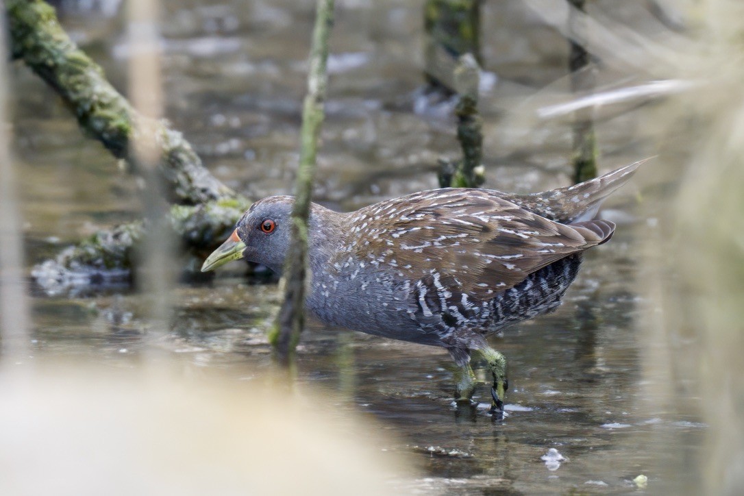 Flusssumpfhuhn - ML642804263