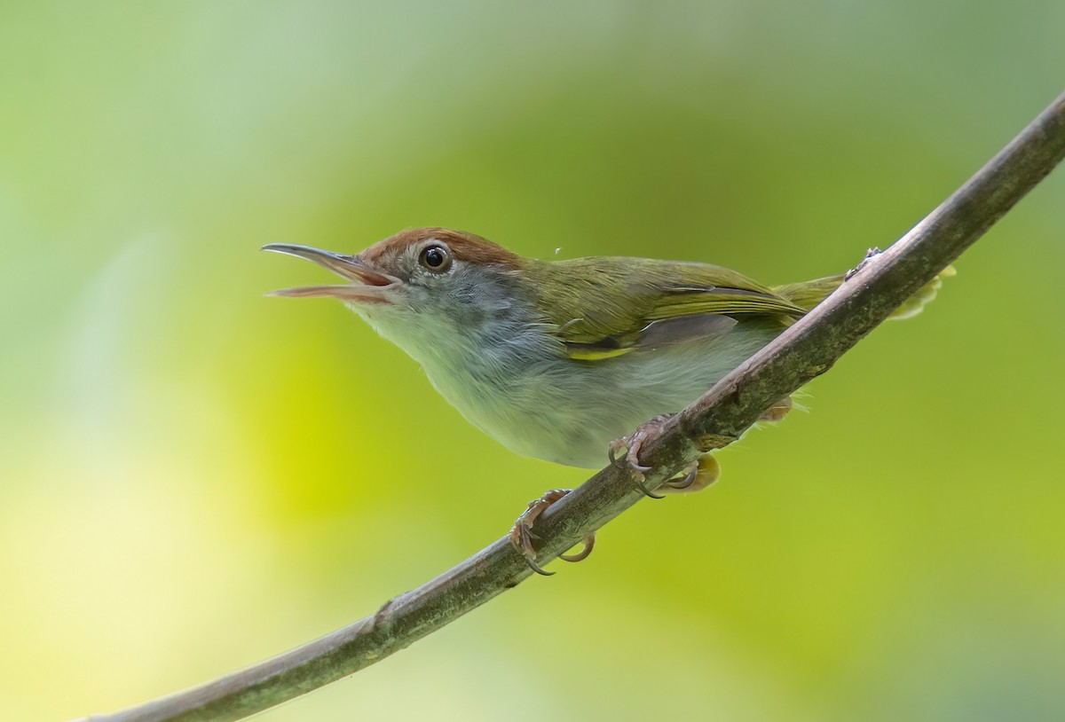 Dark-necked Tailorbird - ML642804277