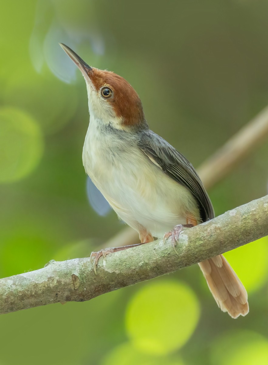 Rufous-tailed Tailorbird - ML642804286