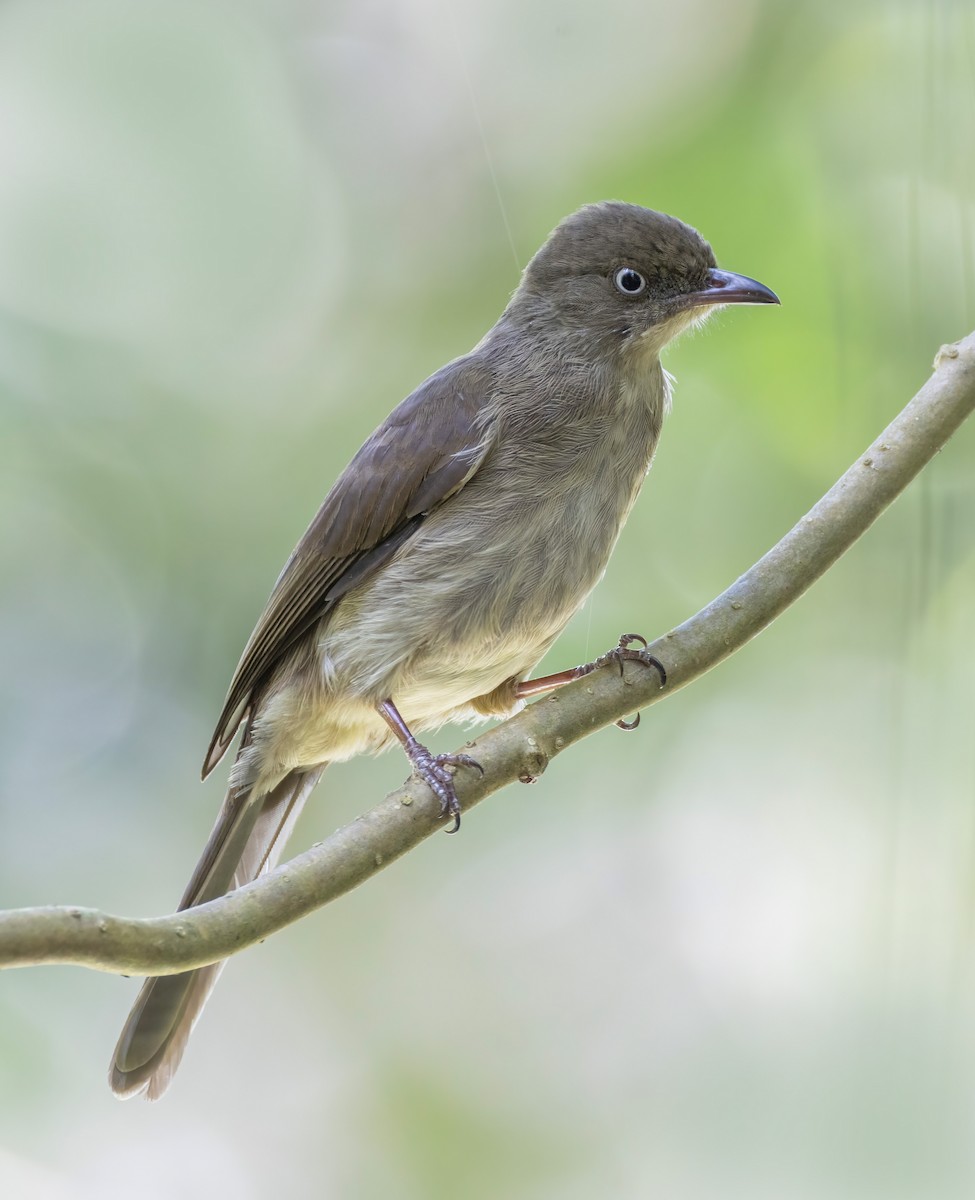 Cream-vented Bulbul - ML642804289